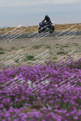 media/Jan-14-2023-SoCal Trackdays (Sat) [[497694156f]]/Turn 14 Exit Bloomig (145pm)/